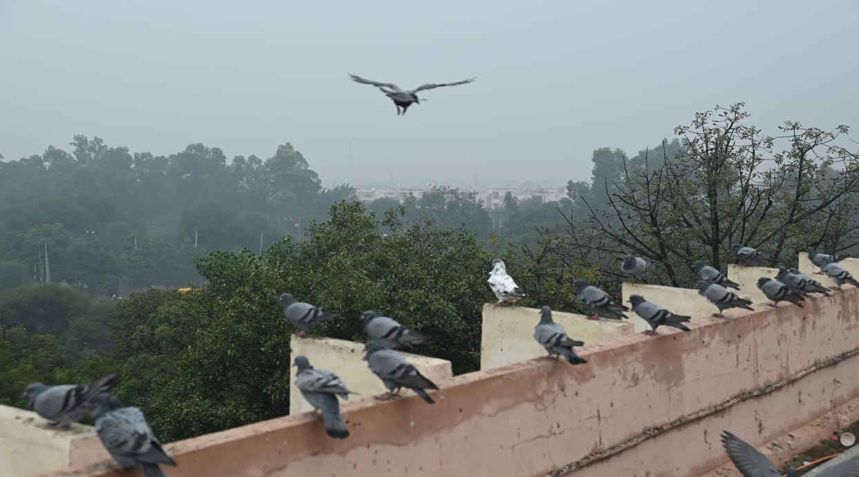 Hisar was the coldest in the state, there is a possibility of rain again on 19