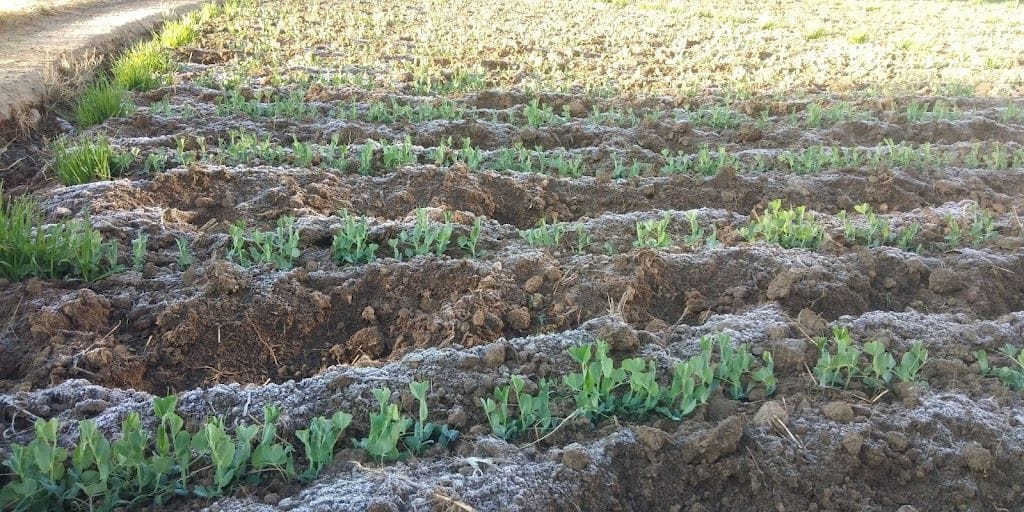 Pea and fruit plants got damaged due to dew in Solan district
