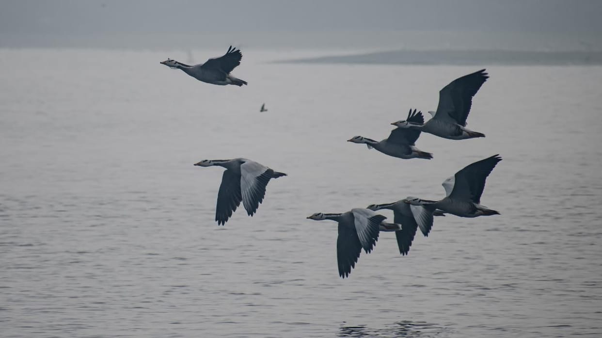 Mathura: 1347 aquatic birds found on Jodhpur Jhal
