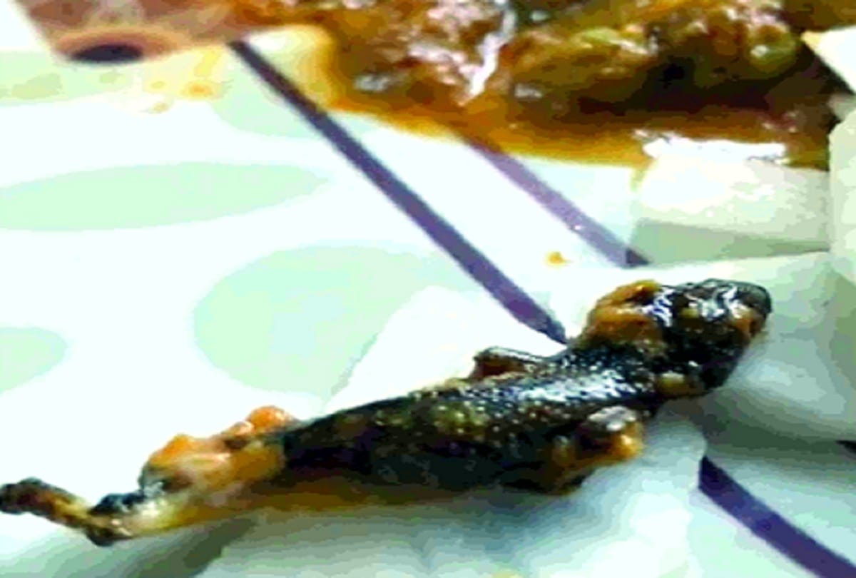 Lizard in vegetables ordered online from restaurant Greater Noida West