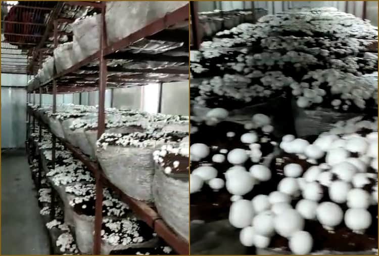 Sunil Khatri of Jhajjar quit the job of Telecom Engineer and adopted Mushroom farming