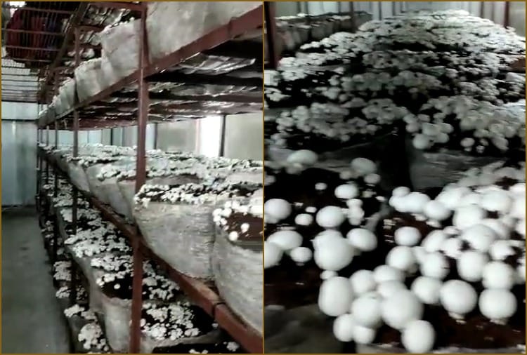 Sunil Khatri of Jhajjar quit the job of Telecom Engineer and adopted Mushroom farming