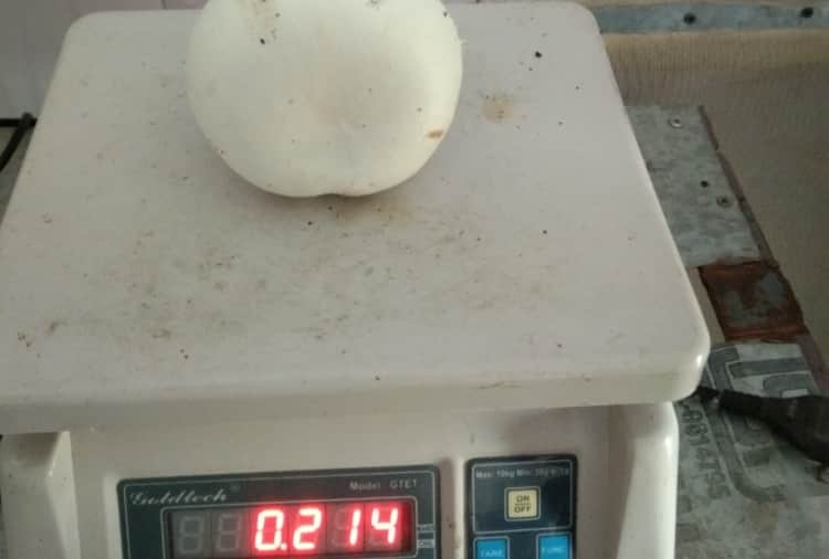 Sunil Khatri of Jhajjar quit the job of Telecom Engineer and adopted Mushroom farming