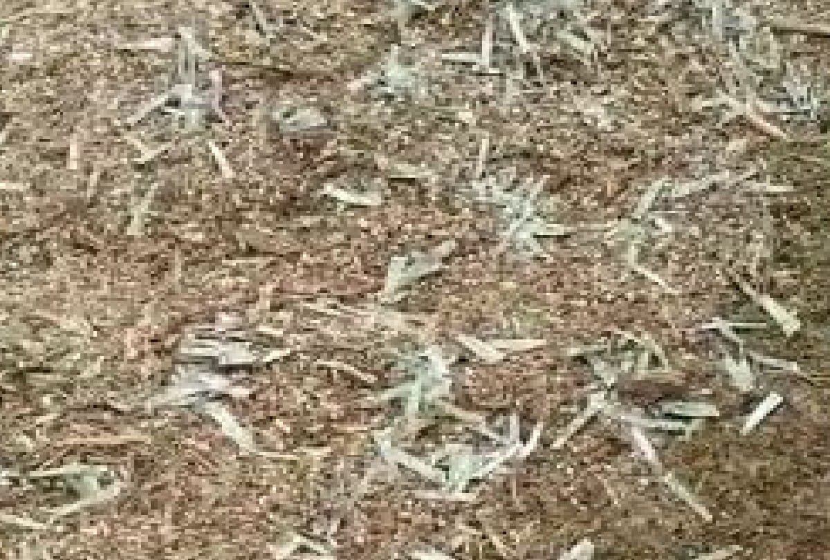 bundle of five-five hundred rupee notes cut with fodder in mathura