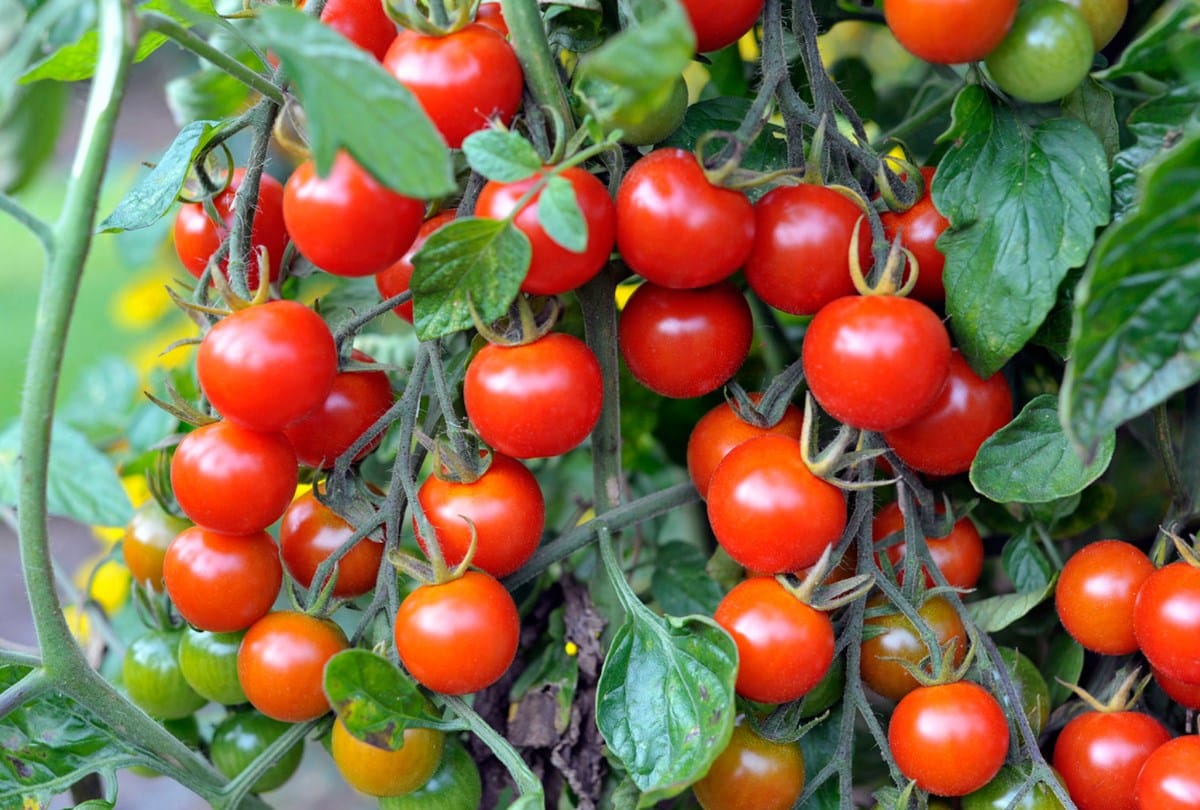 red cherry tomato farming in solan himachal pradesh