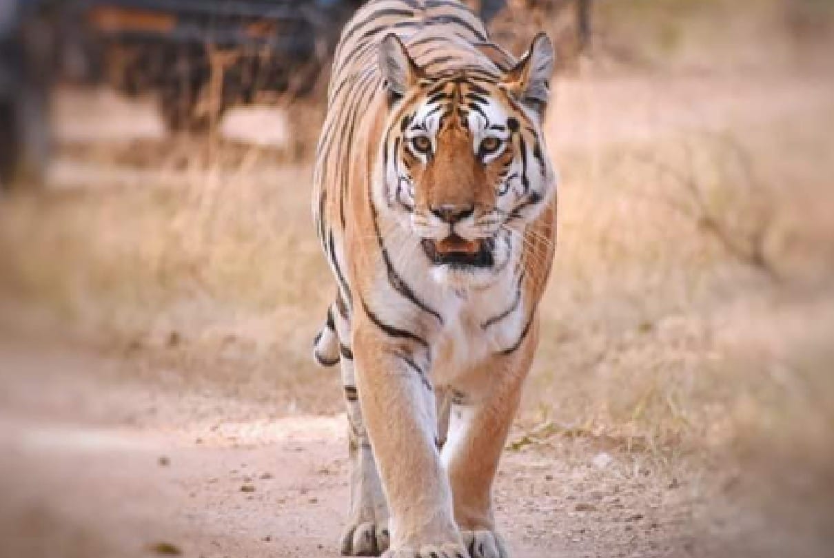 Madhya Pradesh: Pench National Park Seoni's collared tigress breathed her last near Sunder Dhara, created world record by giving birth to 30 children with 5 cubs simultaneously