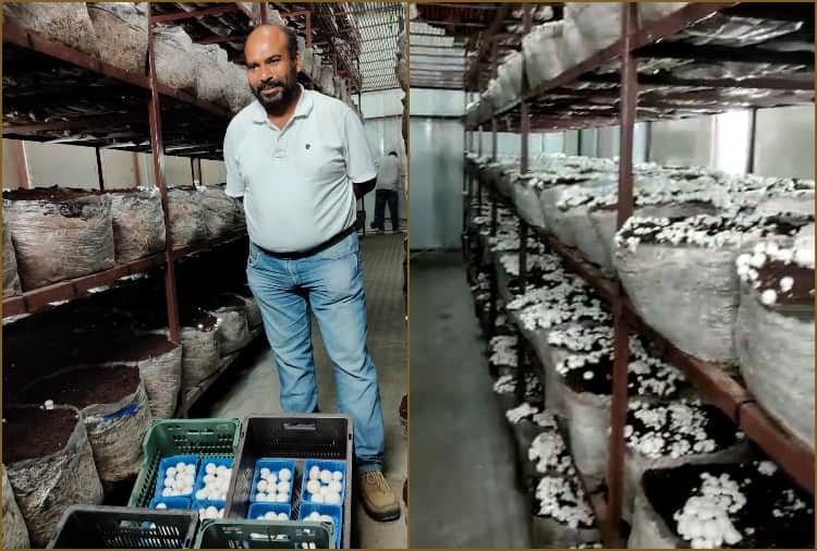 Sunil Khatri of Jhajjar quit the job of Telecom Engineer and adopted Mushroom farming