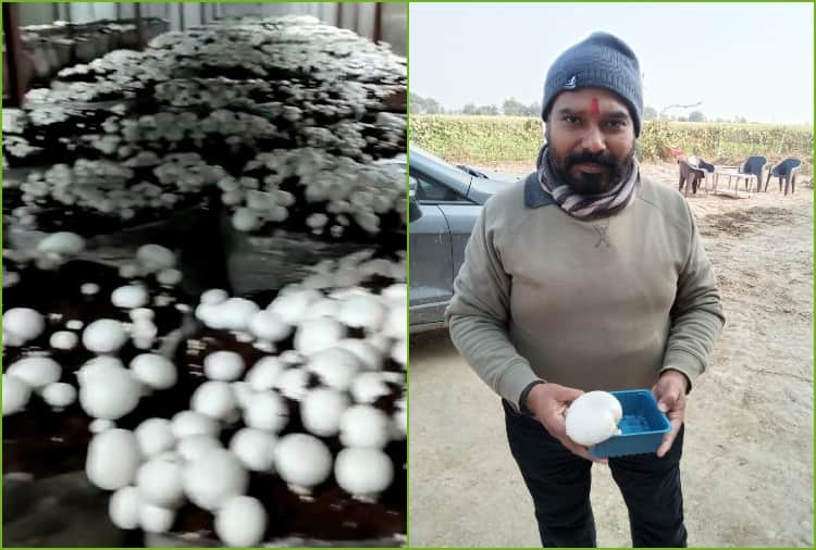Sunil Khatri of Jhajjar quit the job of Telecom Engineer and adopted Mushroom farming