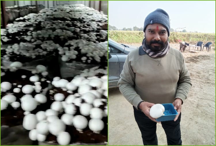 Sunil Khatri of Jhajjar quit the job of Telecom Engineer and adopted Mushroom farming