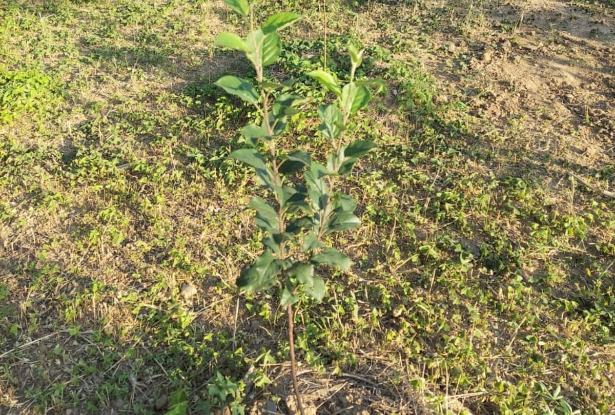 India first Clean Plant Centre will be set up in Himachal Pradesh to boost fruit crop production