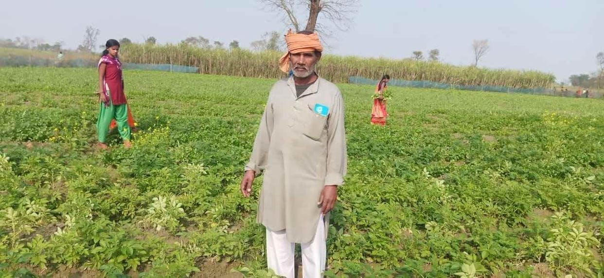 'Farmers save potato crop from cold'