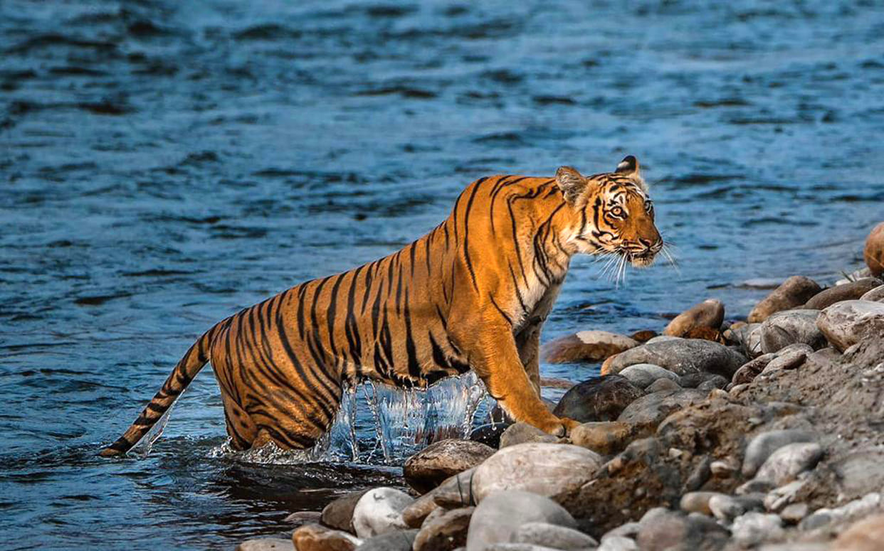 Tiger Safari will take more time to start