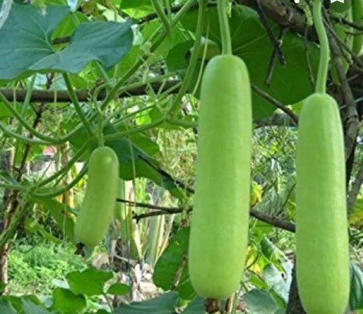 Farmers prepare for vine crops