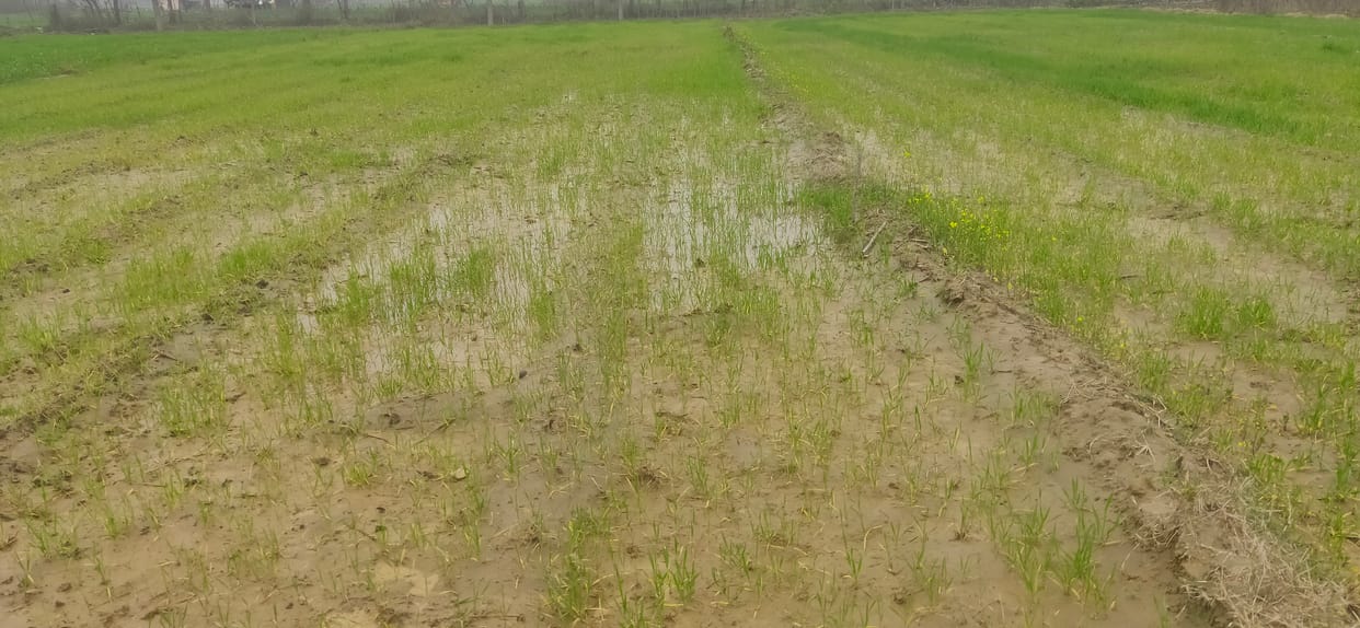 crops of sesion are destroyed in una due to without sun lights
