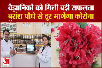 Corona virus will run away from Himalayan plants, IIT Mandi and New Delhi ICGEB got big success