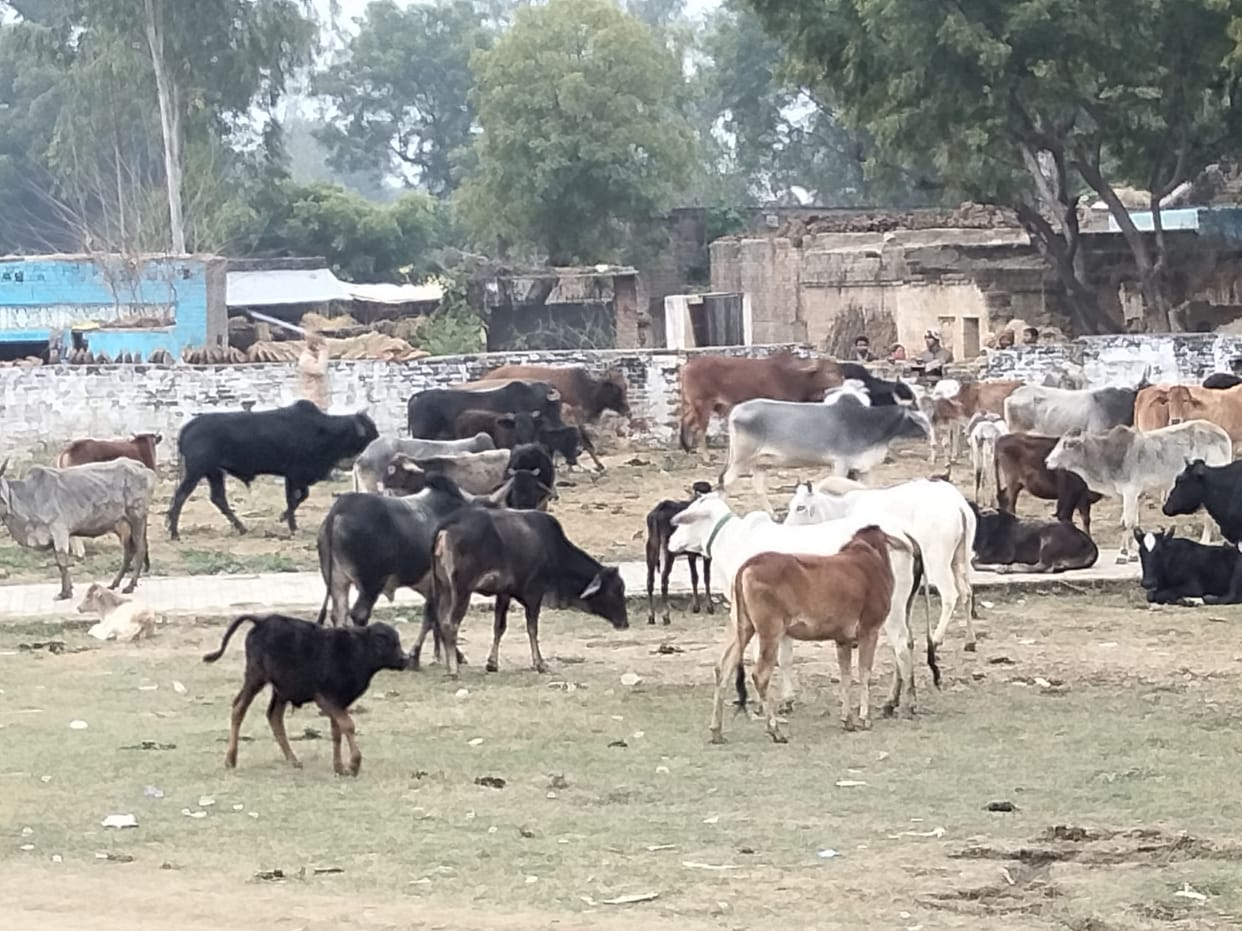 Villagers, seeing the crop being ruined, closed the cows in Kandhi school