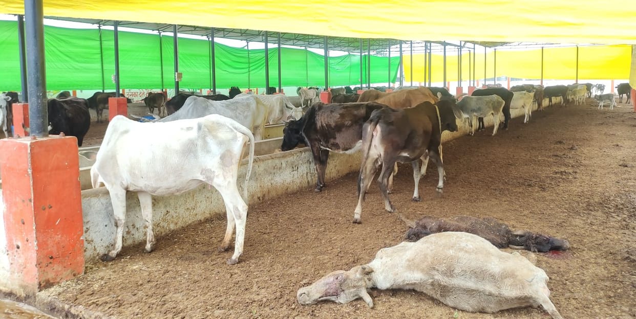 Four cows died in Kanha Gaushala