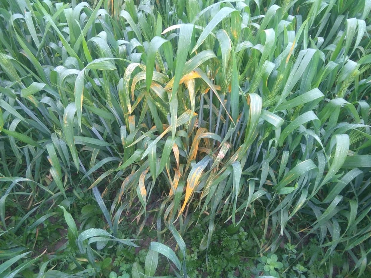 Fear of yellow rust disease in wheat, farmers should be careful
