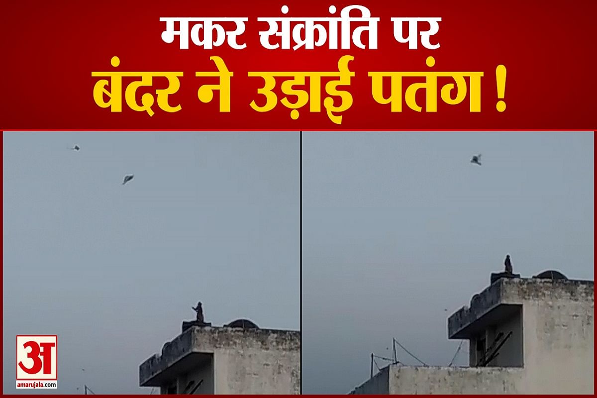 पतंग उड़ाता बंदर