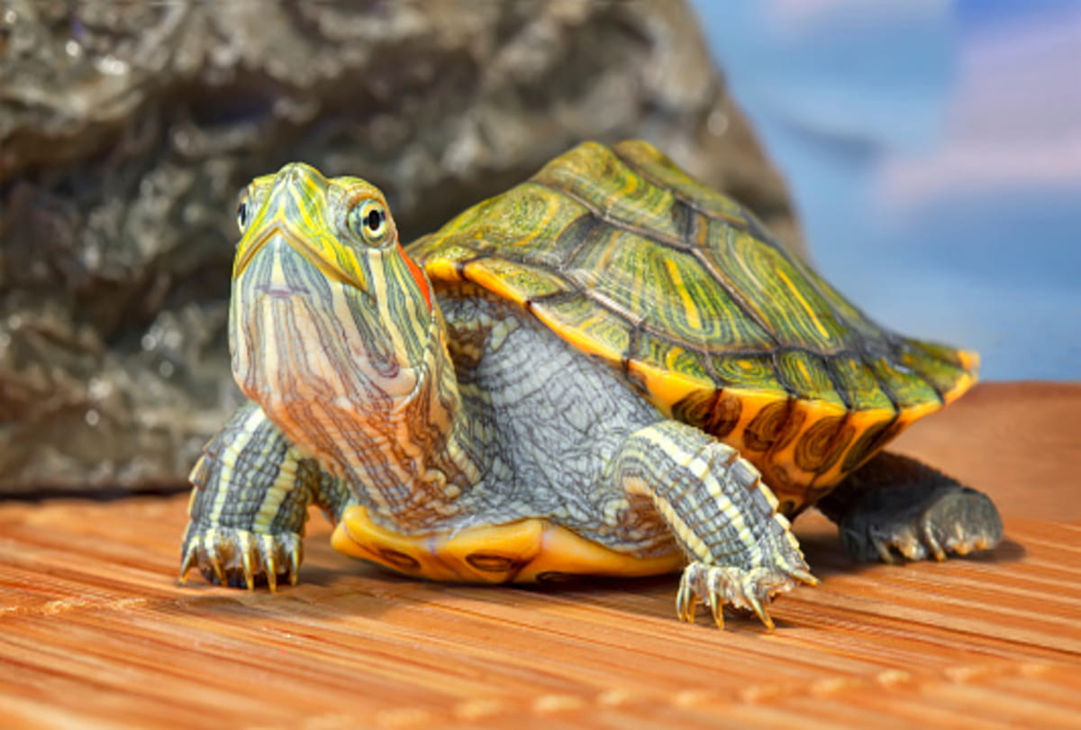 Jonathan tortoise who is oldest creature on the earth know amazing facts about this
