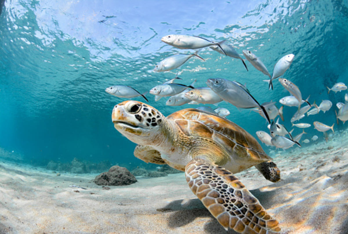 Jonathan tortoise who is oldest creature on the earth know amazing facts about this