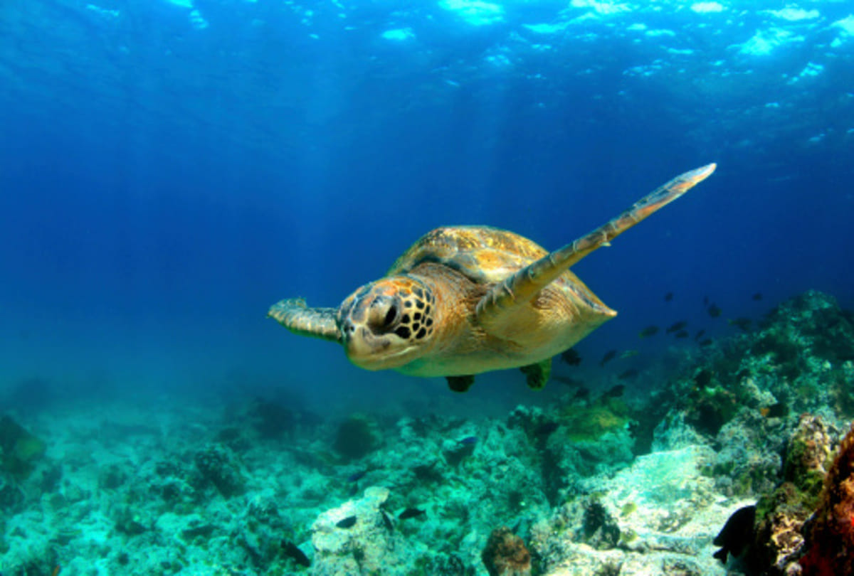 Jonathan tortoise who is oldest creature on the earth know amazing facts about this