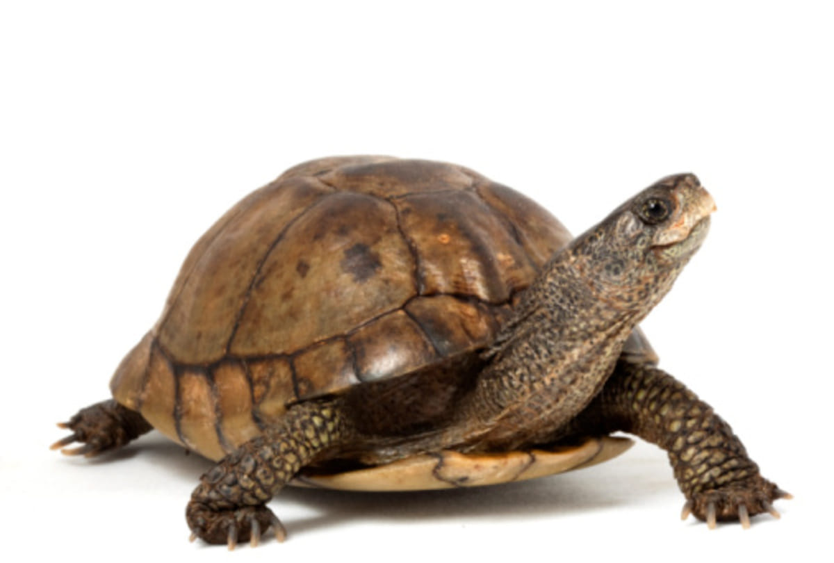 Jonathan tortoise who is oldest creature on the earth know amazing facts about this