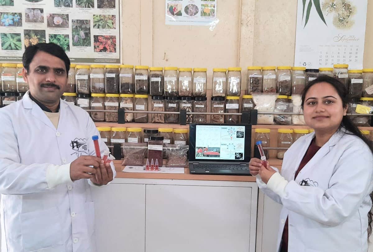 IIT Mandi Research: rhododendron arboreum juice help to cure from coronavirus infection