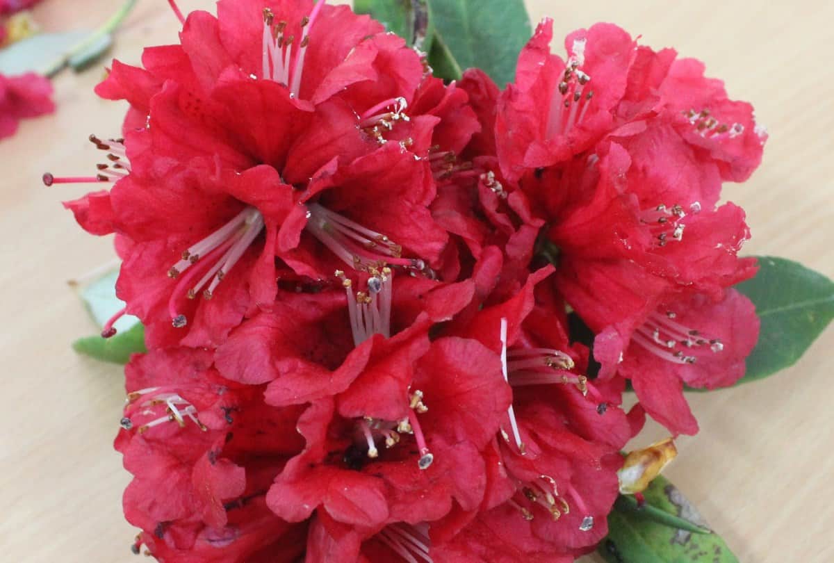 IIT Mandi Research: rhododendron arboreum juice help to cure from coronavirus infection