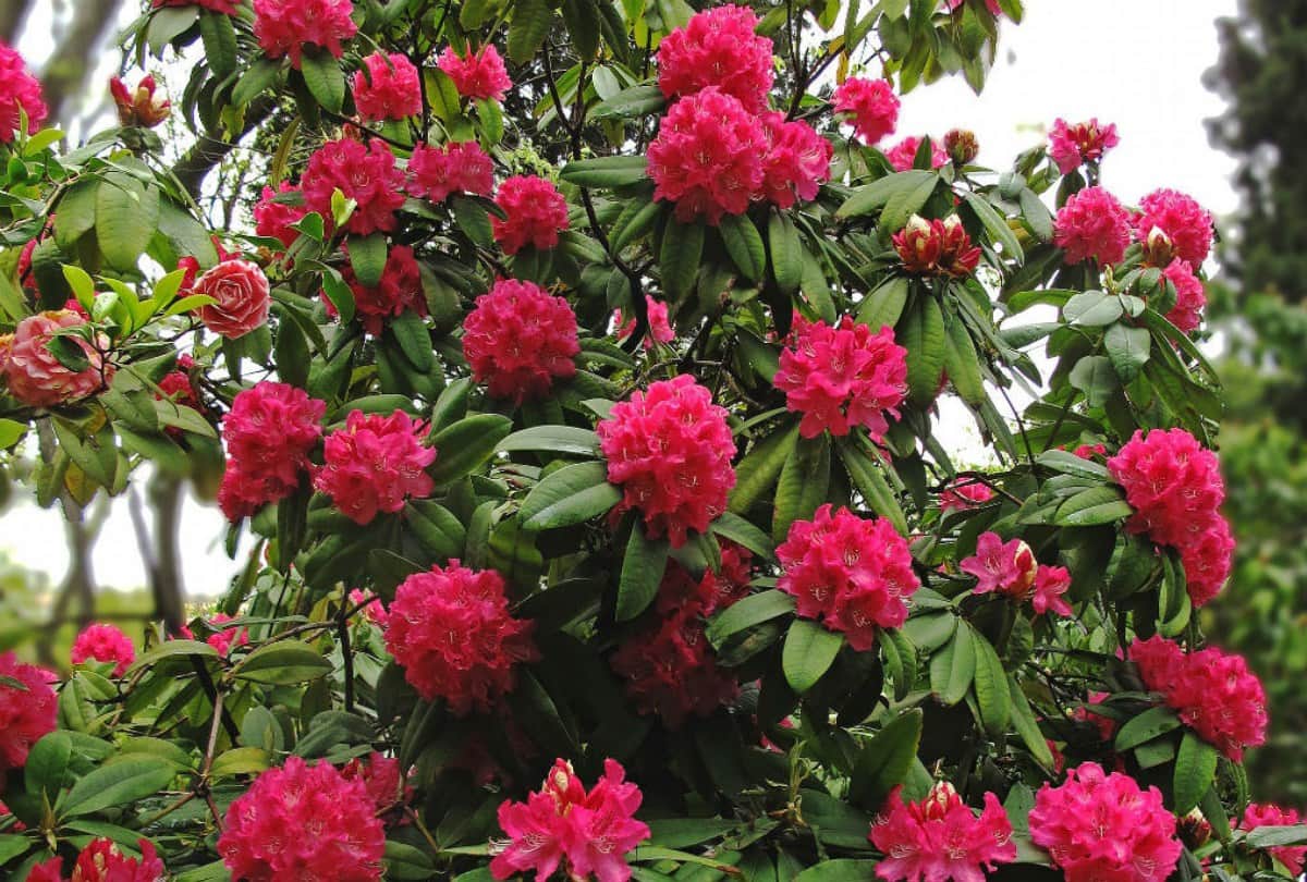 IIT Mandi Research: rhododendron arboreum juice help to cure from coronavirus infection
