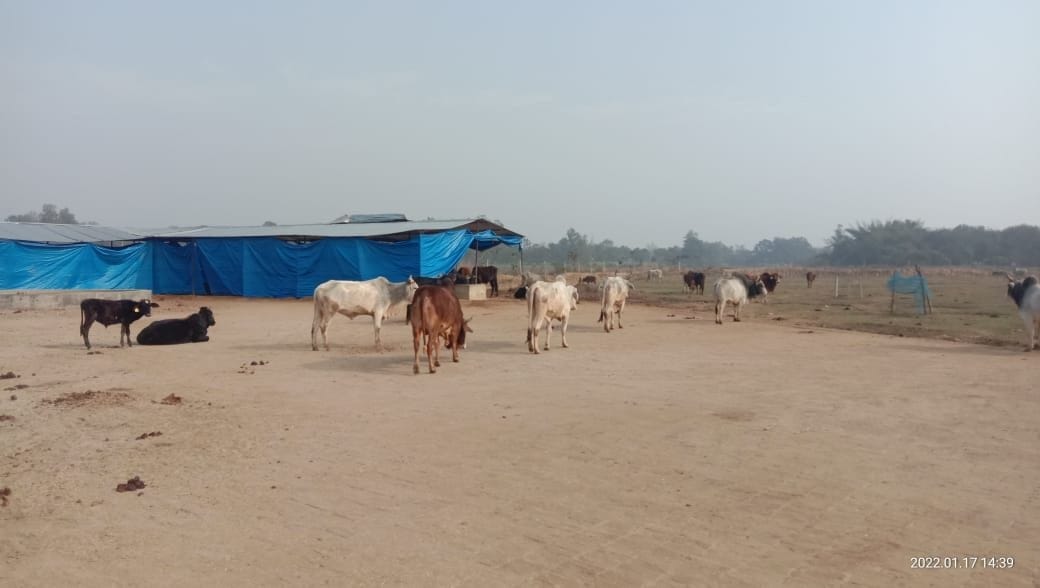 administration,Bdo,Cow