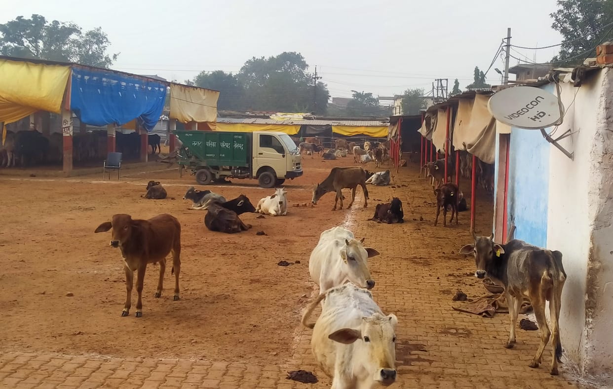 Blower installed in cow shelters, sacks covering animals
