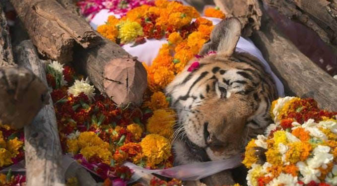 The tigress will be your name, the jungle will remember you