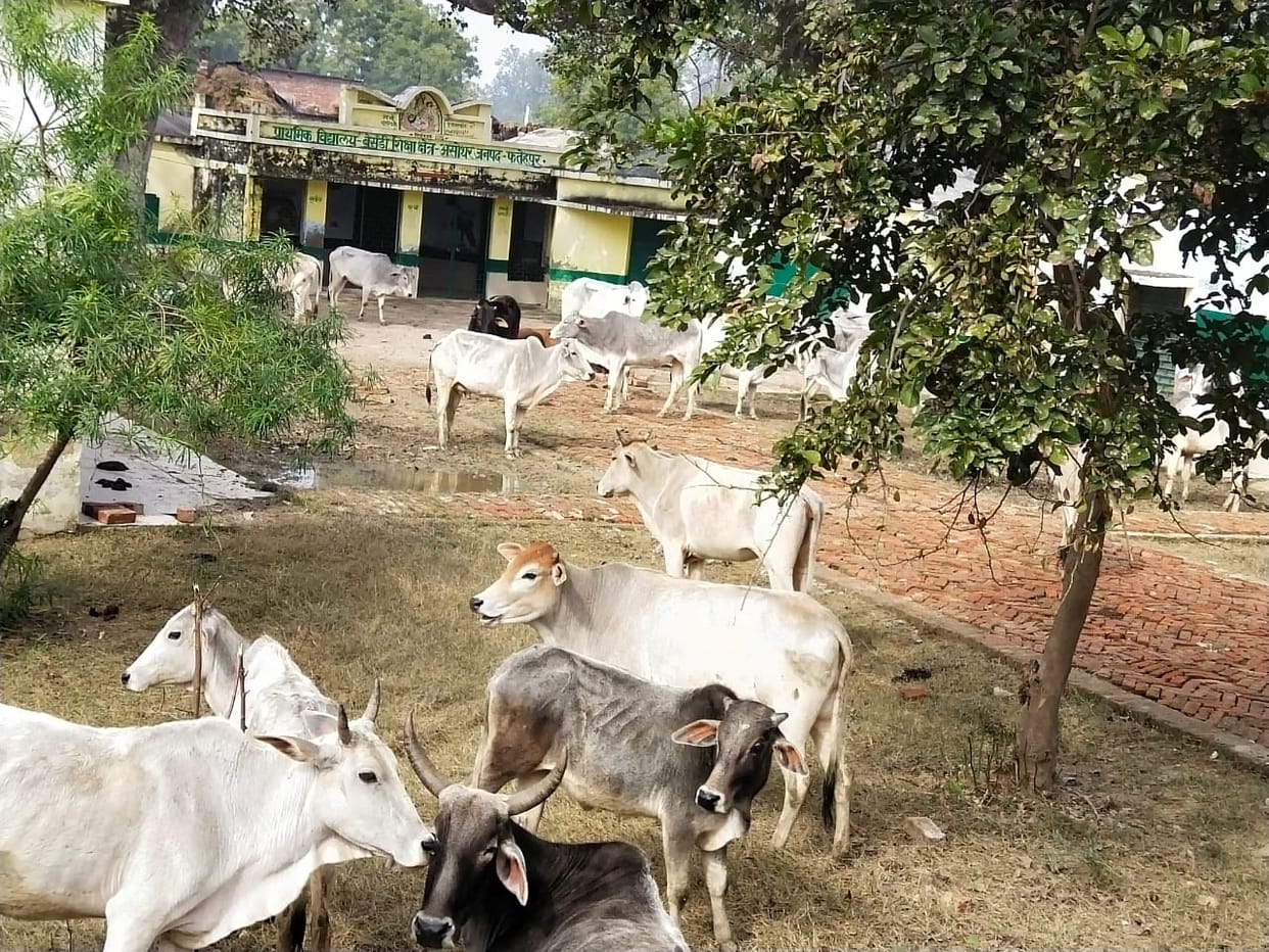 fathepur news,50 cows are closed in primary school for 48 hours