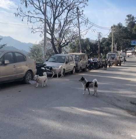 Eletion of MLA in Bageshwar