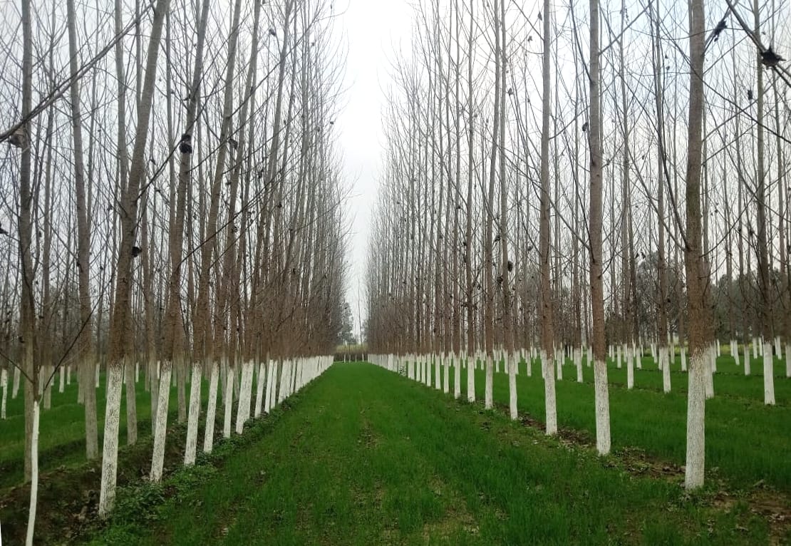 Growing trend towards popular cultivation in the district