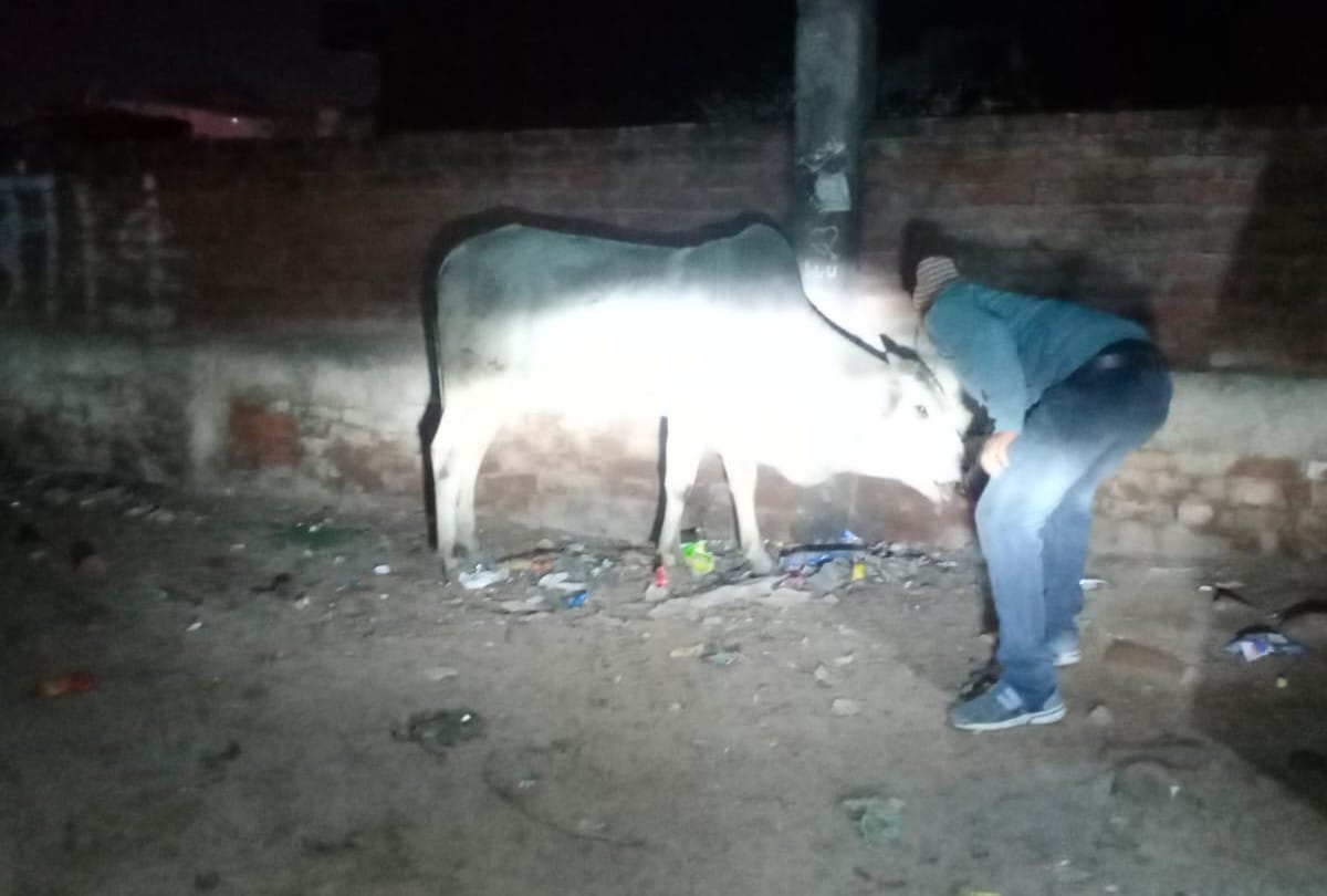 Chhatarpur: Unique initiative of Gau Sewa Parivar, laddus being fed to save cows from cold