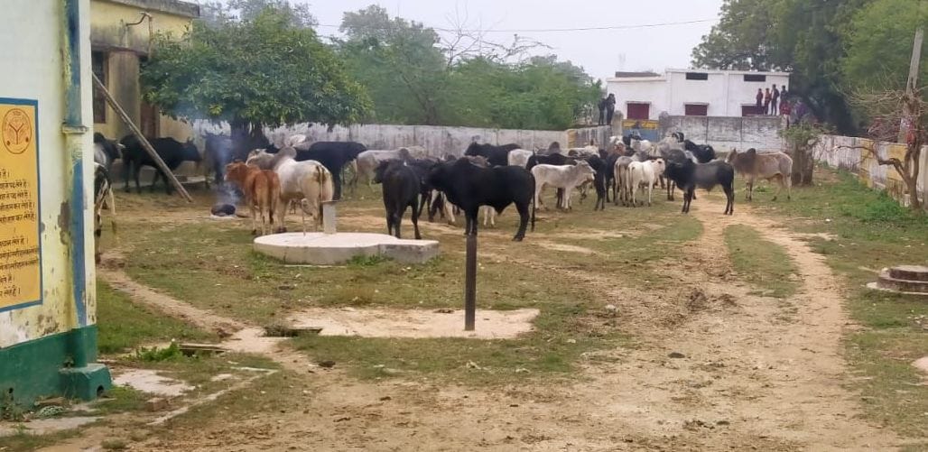 Discontinued cows in BRC, farmers' demonstration, action against one for disturbing the peace