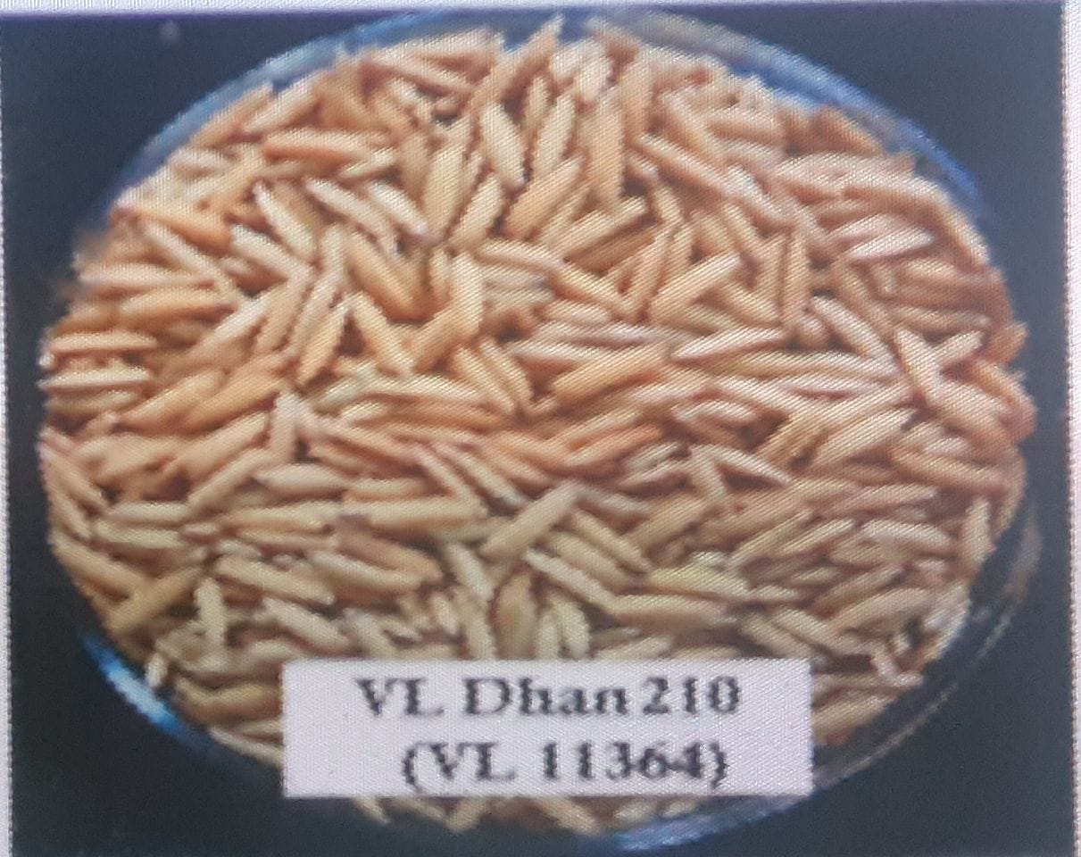 New Rice From VPKAS