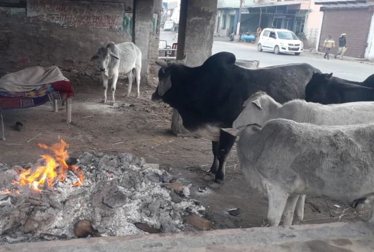 Four cows died due to cold in Mathura