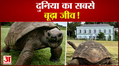know about Jonathan Tortoise the Oldest Known Living Animal on Earth?