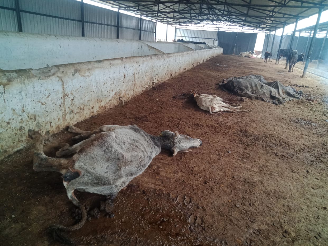 fathepur news,Two cows died in Kanha Gaushala, four sick