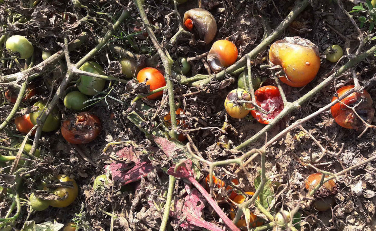 Tomatoes are rotting in the field due to frost
