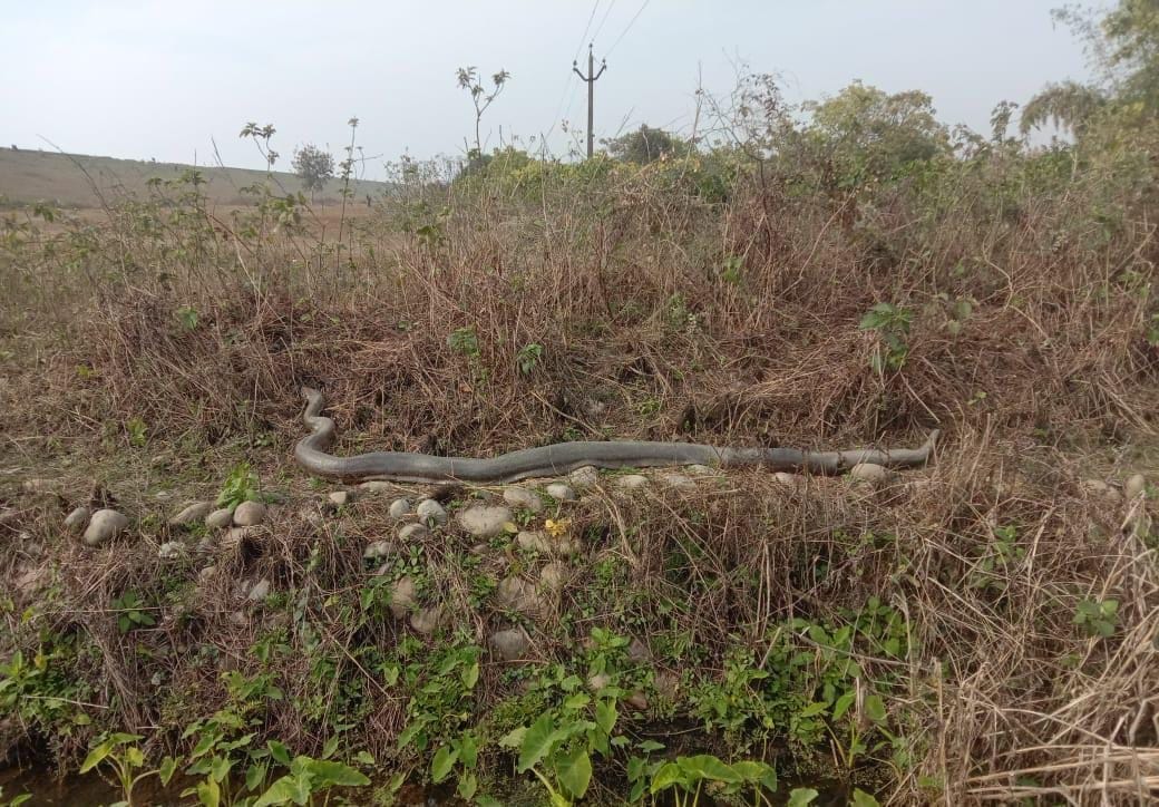 python found in field