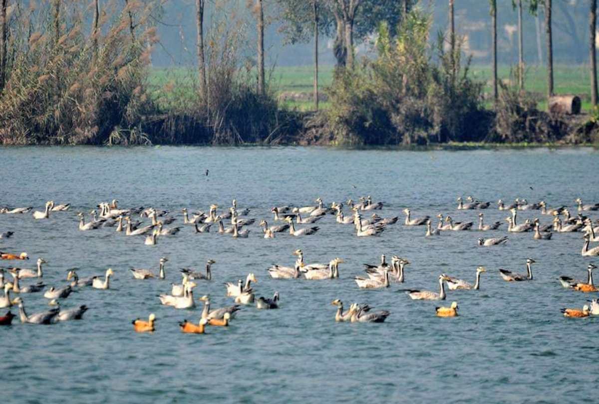 migratory birds beas river sujanpur hamirpur himachal pradesh