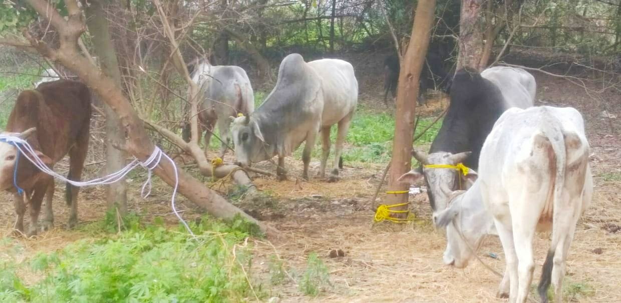 Cow,crop,village