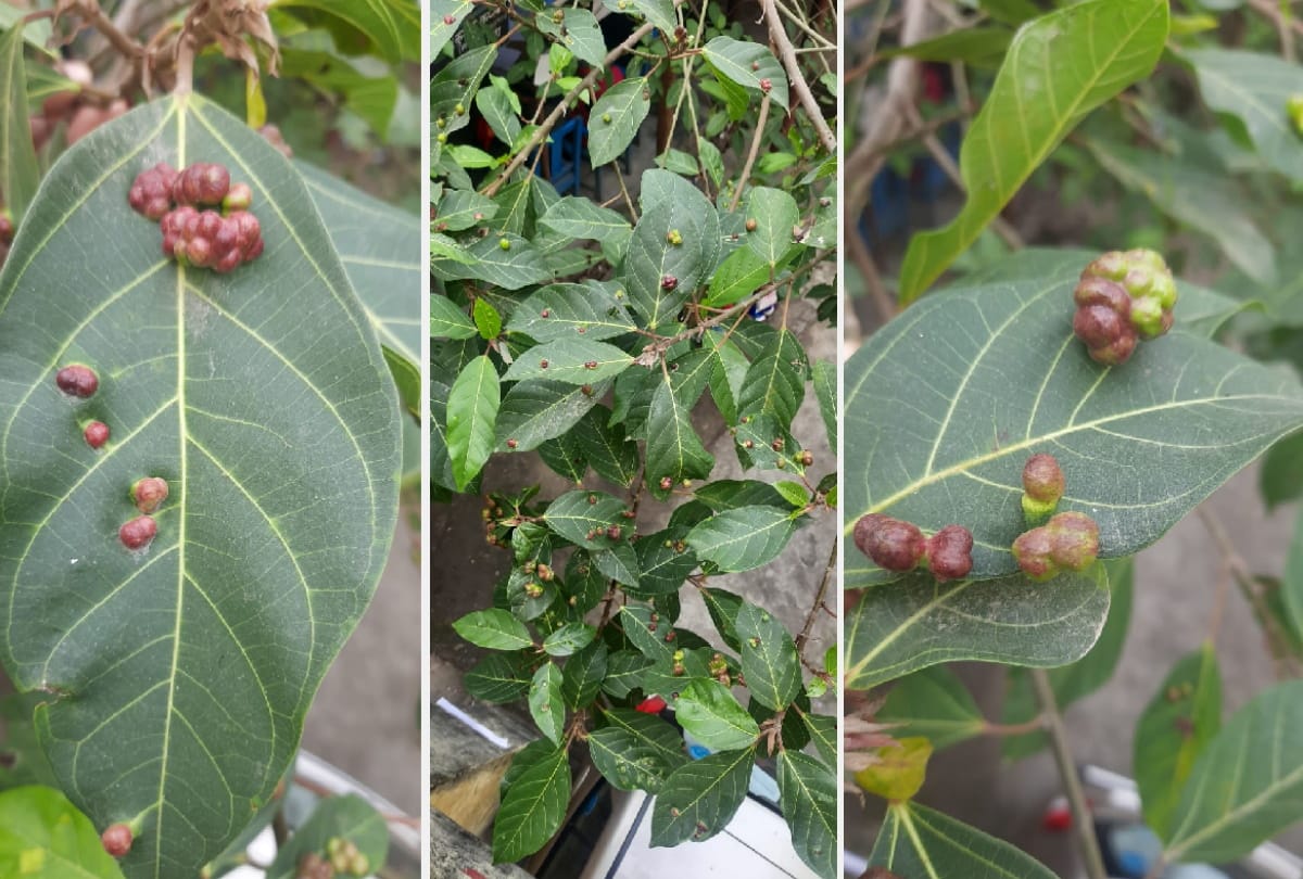 Insects made house on banyan trees in civil court gorakhpur