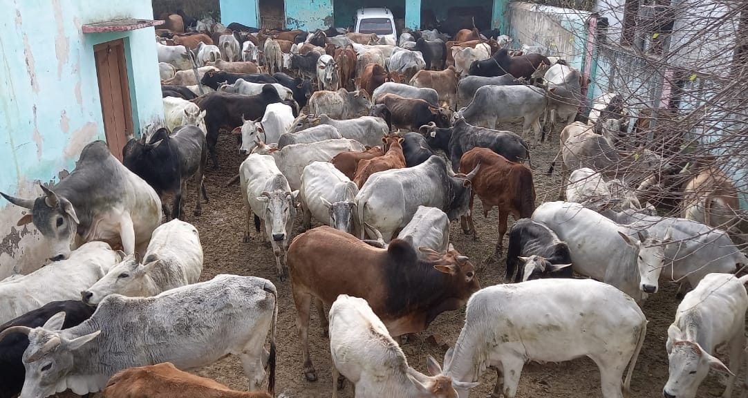 cattles closed in bada from 5 days