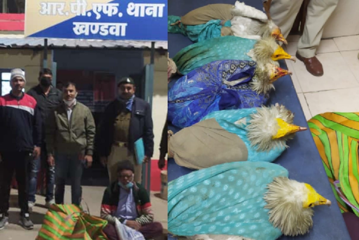 Khandwa: More than half a dozen vultures of rare species seized, accused was taking them from UP to Maharashtra for sale