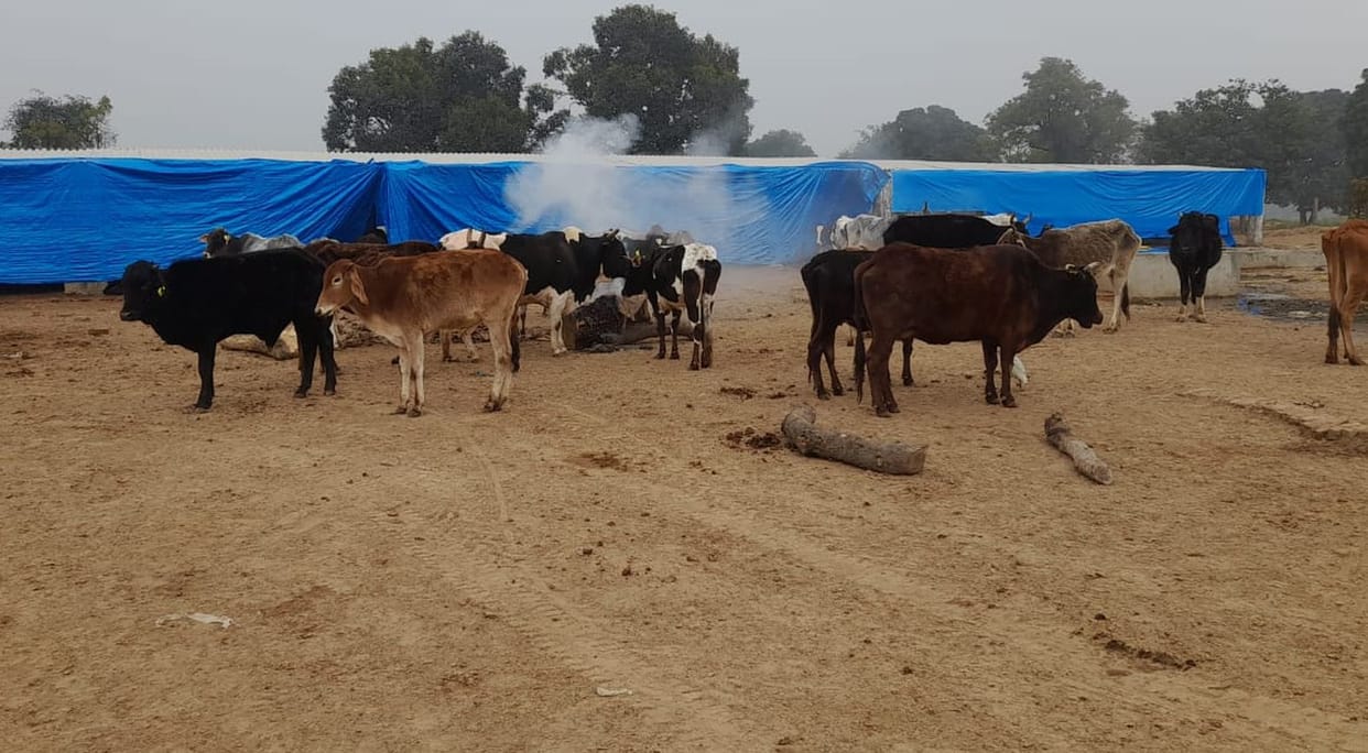 Four cows died in Sindhauli's Gaushala